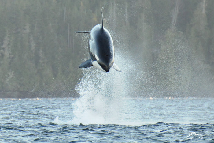 A Mother Hunting