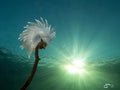 Alabaster Nudibranch (3 x 4 uncropped)
