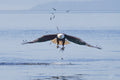 Bald Eagle- Talons of Herring