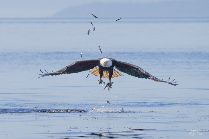 Bald Eagle- Talons of Herring