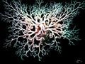 Basket Star