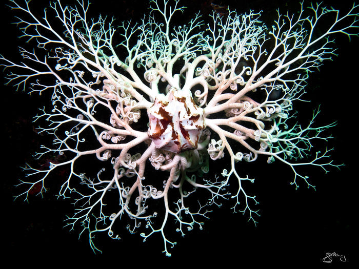 Basket Star