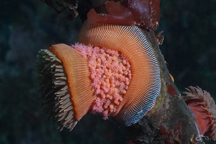 Brooding Anemone with babies