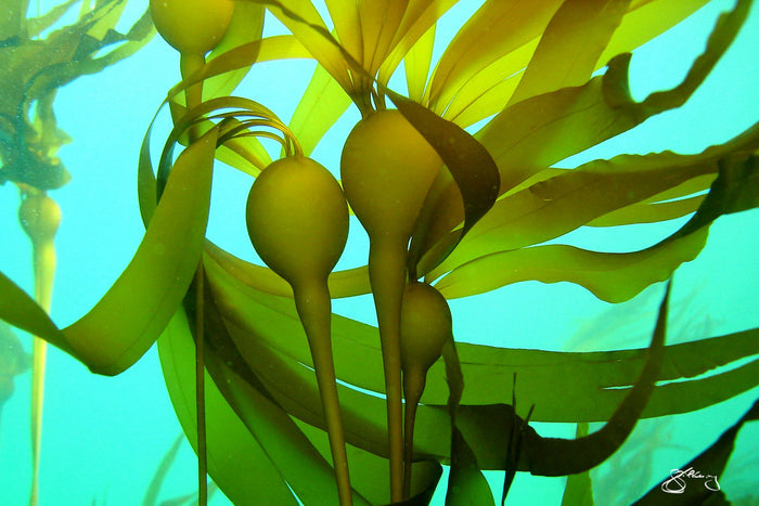 Bull Kelp - "Family"