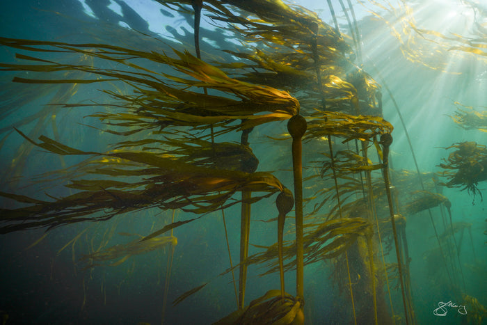Bull Kelp - light in the forest #1
