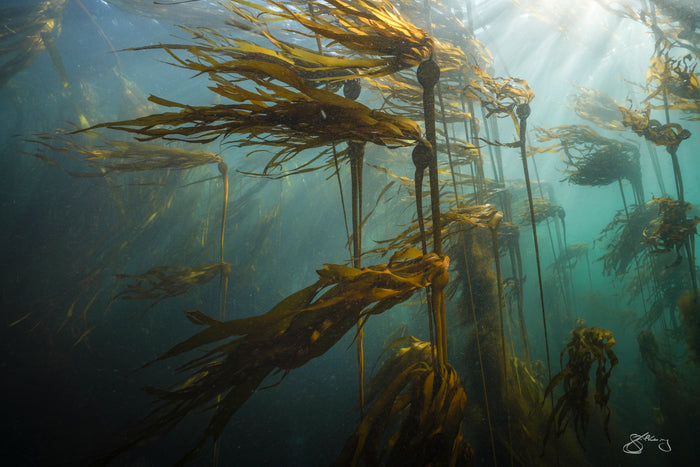 Bull Kelp - light in the forest #2