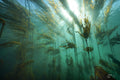 Bull Kelp - the Cathedral