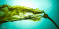 Bull Kelp Horizontal (canvas only)