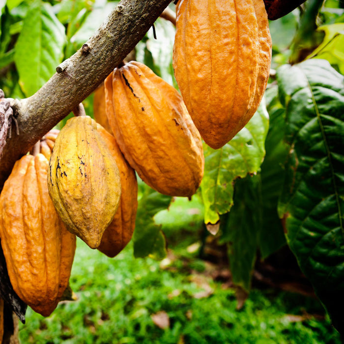 Cacao Paste