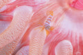 Crimson Anemone with ONE Candy-stripe Shrimp