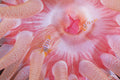 Crimson Anemone with TWO Candy-stripe Shrimp