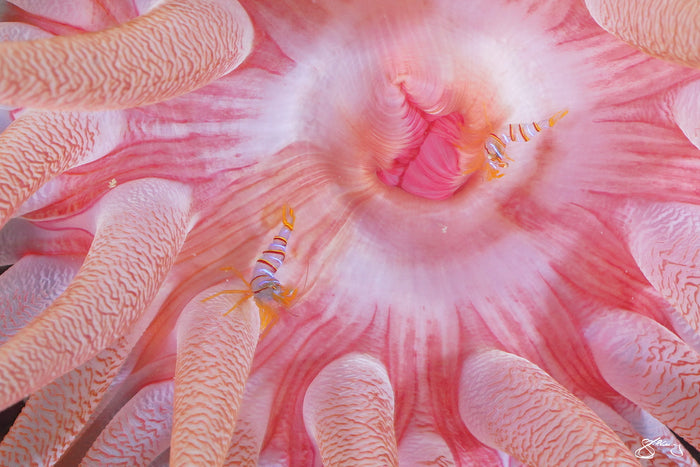 Crimson Anemone with TWO Candy-stripe Shrimp