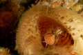 Decorated Warbonnet