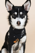 Black and White dog wearing Dog Bandana in Halloween Friends print on a beige background