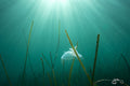 Ethereal: Hooded Nudibranch on Eelgrass