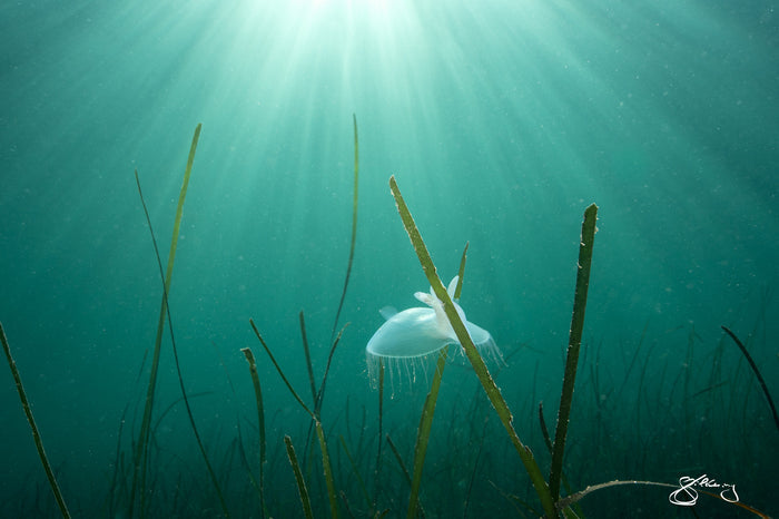 Ethereal: Hooded Nudibranch on Eelgrass