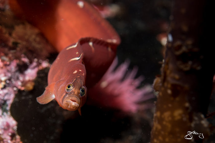 Fabulous Fish Face - Crescent Gunnel
