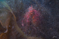 Giant Pacific Octopus - veiled in filamentous brown algae #1 of 2 (Image DSC01779)