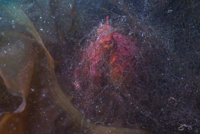 Giant Pacific Octopus - veiled in filamentous brown algae #1 of 2 (Image DSC01779)