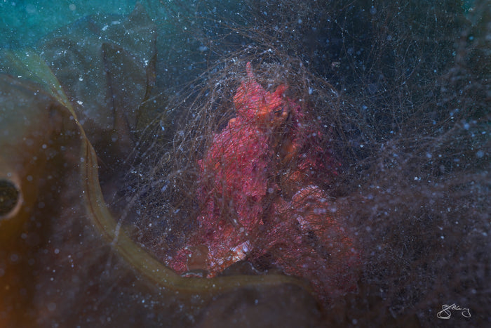 Giant Pacific Octopus - veiled in filamentous brown algae #2 of 2 (DSC01780)