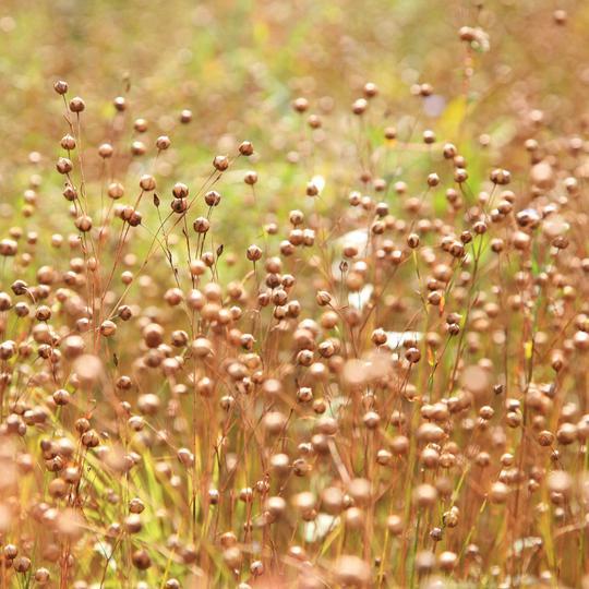 Ground Golden Flax Seeds