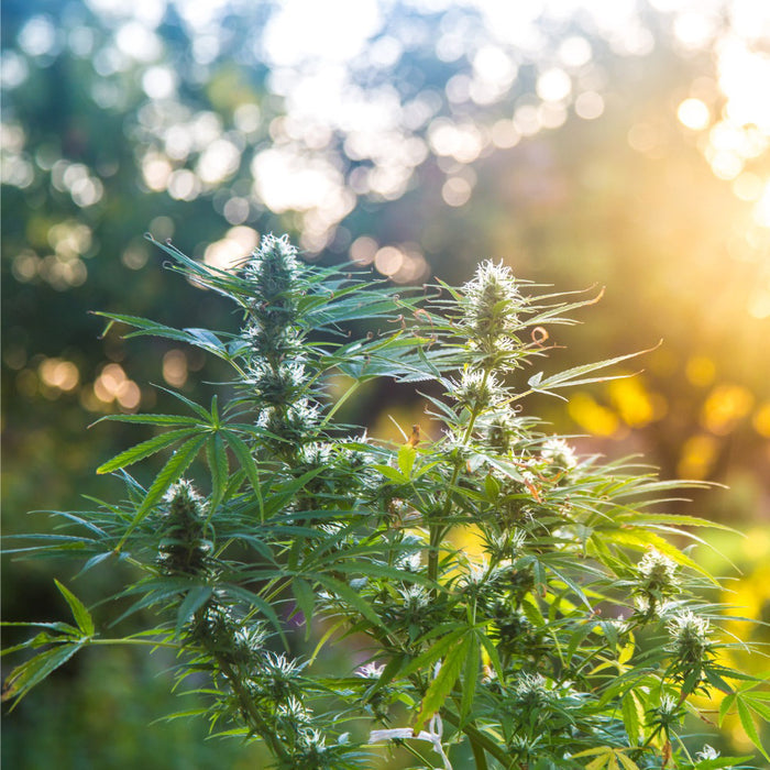 Hemp Protein (50% Protein)