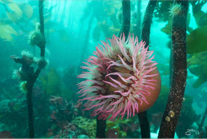 Holding On - Rose Anemone