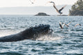 Humpback Domino Lunge Feeding