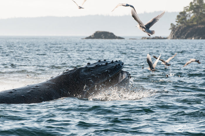 Humpback Domino Lunge Feeding