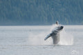Humpback Inukshuk breaching