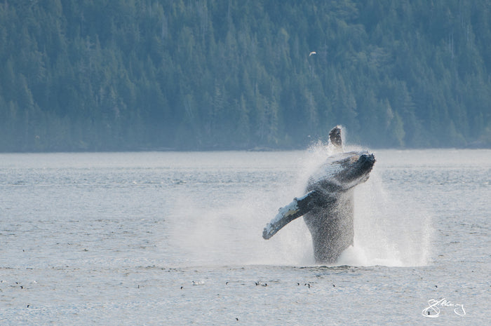 Humpback Inukshuk breaching