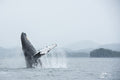 Humpback Jigger Breaching (Horizontal)