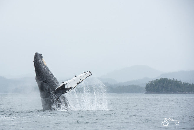 Humpback Jigger Breaching (Horizontal)