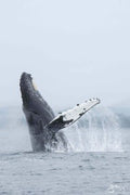 Humpback Jigger Breaching (vertical)