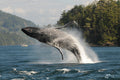 Humpback KC Breaching