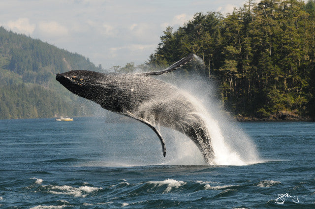 Humpback KC Breaching