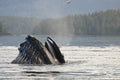 Just Breathe - Moonstar the Humpback