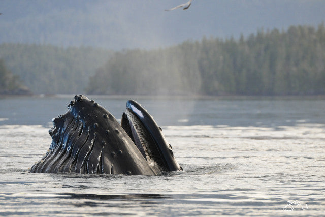 Just Breathe - Moonstar the Humpback