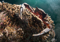 Northern Kelp Crab
