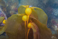 Northern Opalescent Nudibranch on Baby Bull Kelp