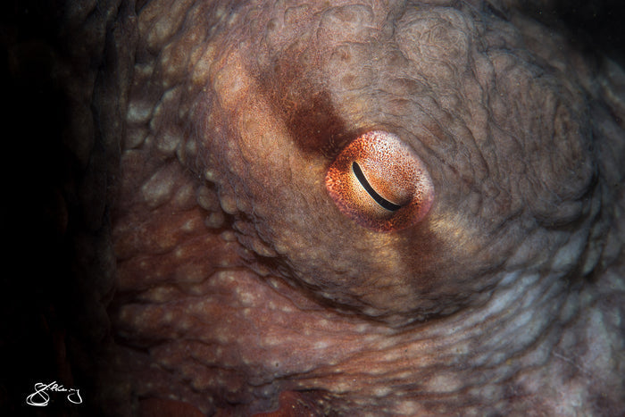 Ocean Eye (Giant Pacific Octopus)