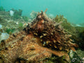 Octopus: Among Giants