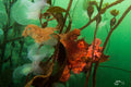 Octopus: Hanging in There