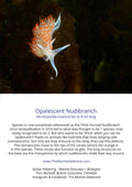 Opalescent Nudibranch