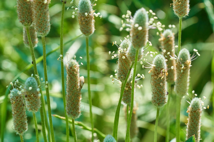 Psyllium Husk Powder