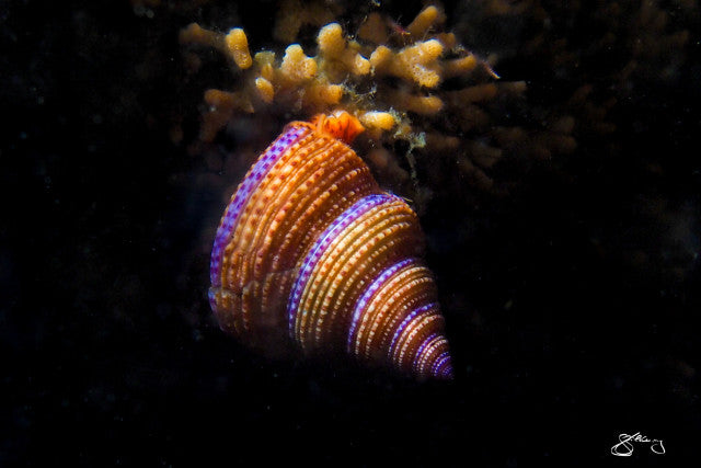 Purple-Ringed Topsnail