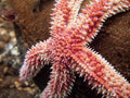 Rainbow Star