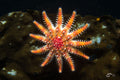 Rose Star