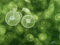 Smack of Moon Jellies