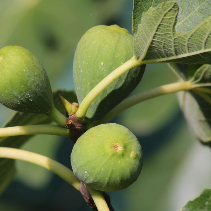 Smyrna Figs